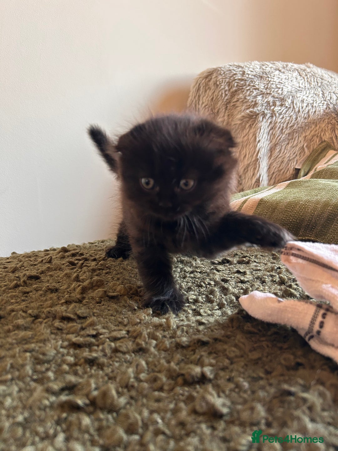 Scottish Fold cats for sale: 2 female Scottish fold cross kittens for sale  - Image 3