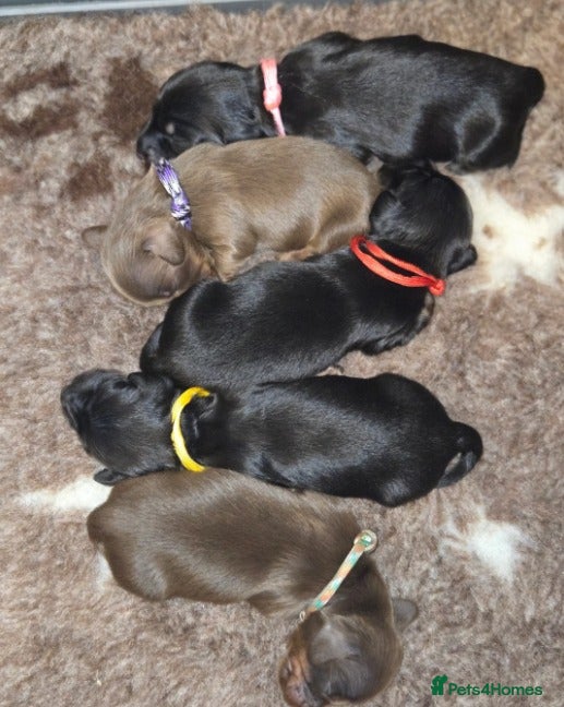 Miniature Dachshund dogs Adorable Miniature Long-Haired Dachshund Puppies  - Advert 1