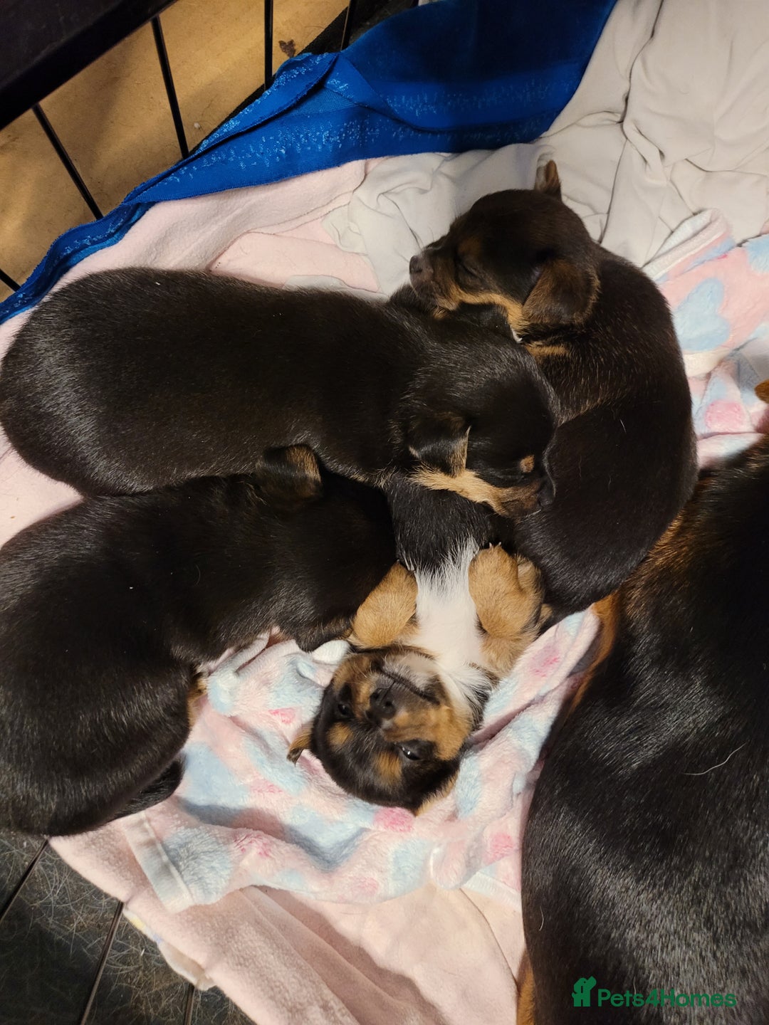 Mixed Breed dogs for sale: 3 chorkie boys left for sale - Image 7