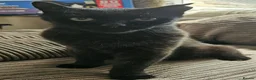 Mixed Breed cats for adoption: Adult Male Black Rescue Cat Looking for a Home - Advert 4