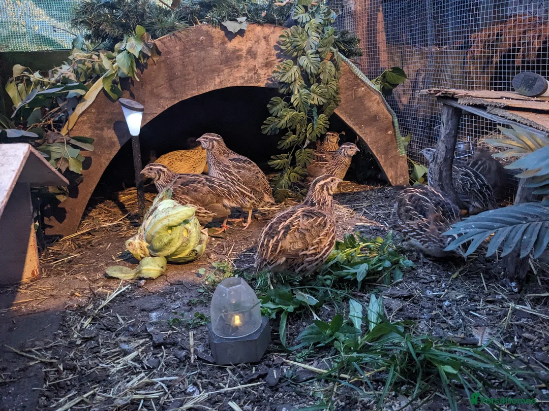 Quail poultry for sale: Jumbo Coturnix Quail - hatching eggs, chicks - Advert 7