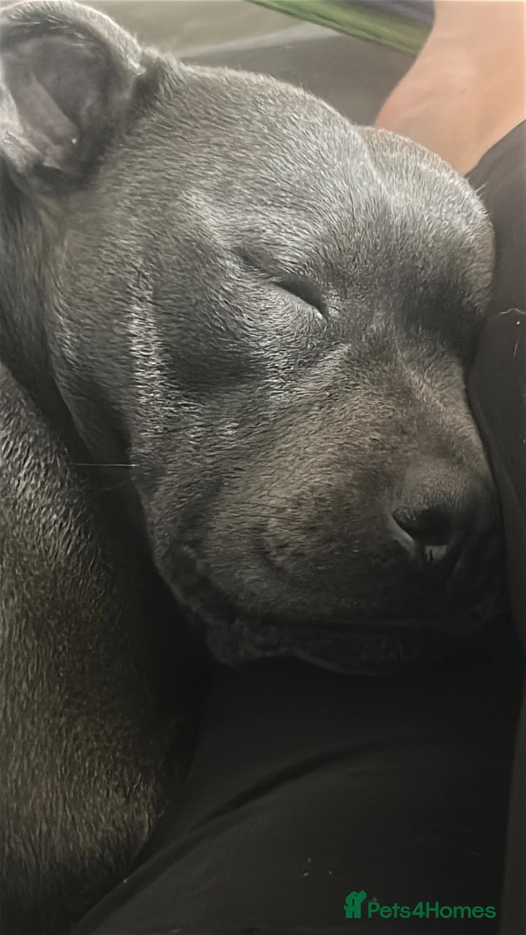 Staffordshire Bull Terrier dogs for sale: 2 year old staffy to rehome  - Advert 3