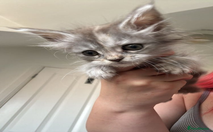 Maine Coon cats - Advert 1