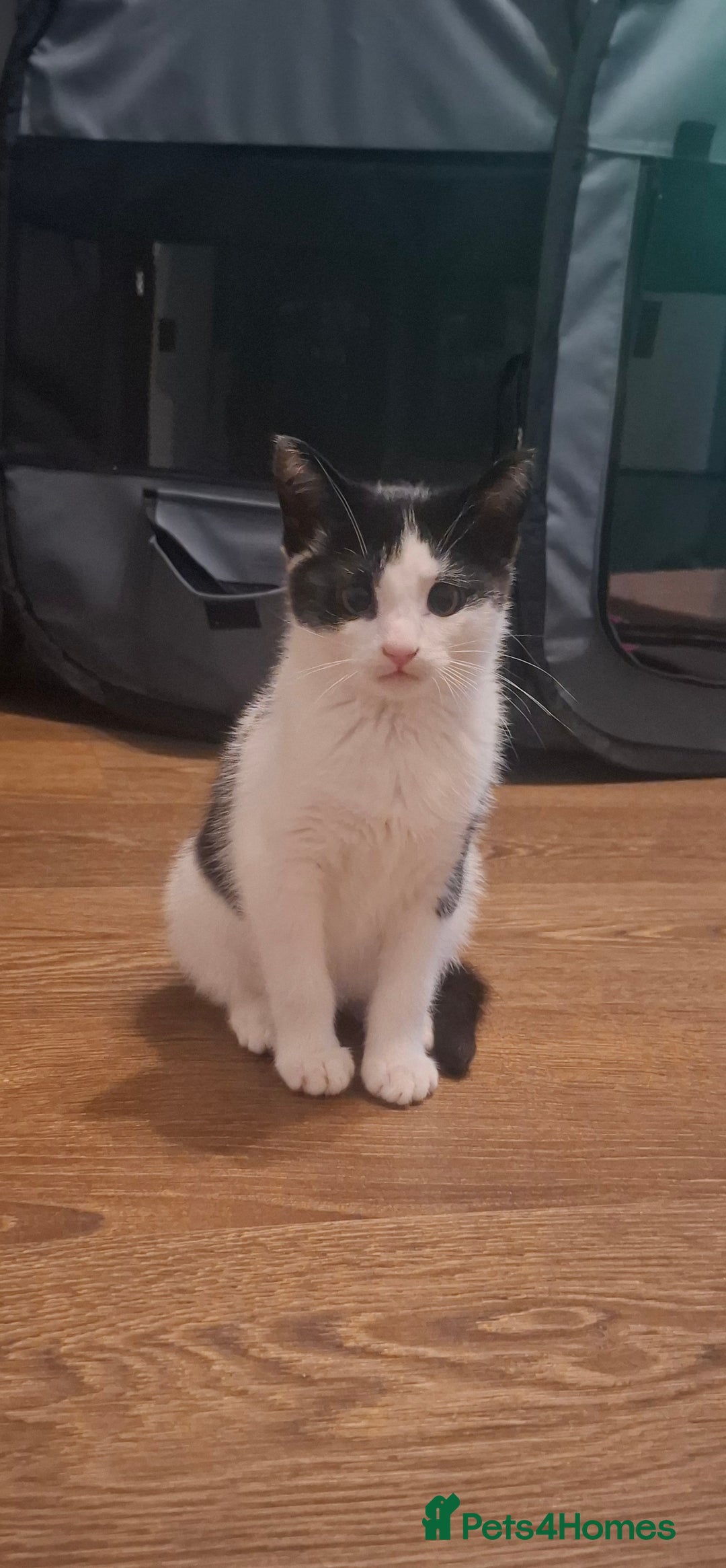Mixed Breed cats for sale: 6 month old female kitten - Advert 2
