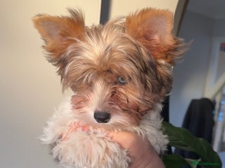 Yorkshire Terrier dogs Colourful Biewer Yorkshire terriers - Advert 11