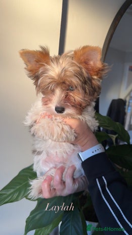 Yorkshire Terrier dogs Colourful Biewer Yorkshire terriers - Advert 1