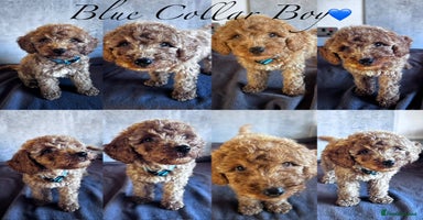 Cockapoo dogs - Advert 2