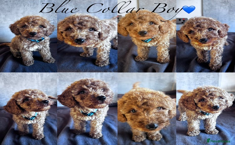 Cockapoo dogs ✨ **REDUCED** READY TO LEAVE-F1B Cockapoo Puppies✨ - Advert 3
