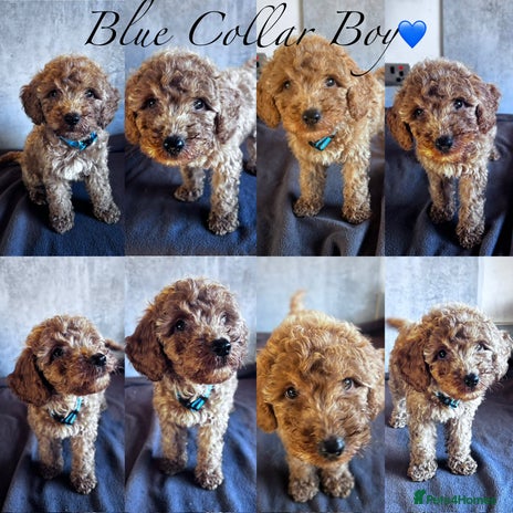 Cockapoo dogs ✨ **REDUCED** READY TO LEAVE-F1B Cockapoo Puppies✨ - Advert 3