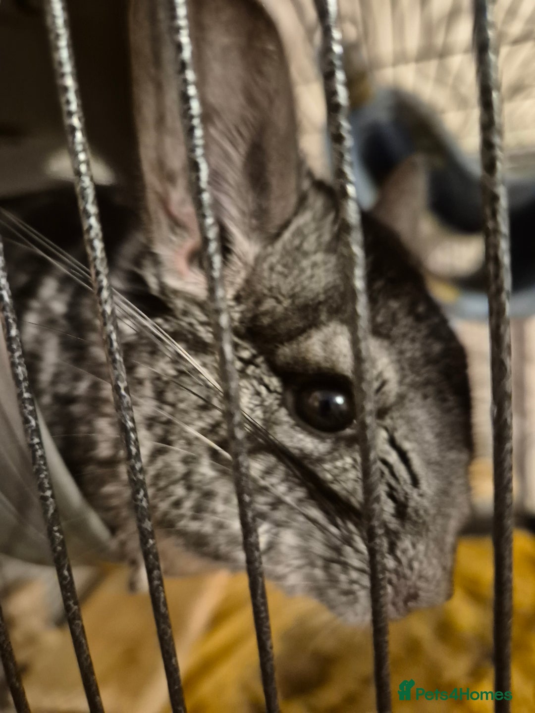 Chinchilla rodents for sale: One chinchilla  - Advert 1
