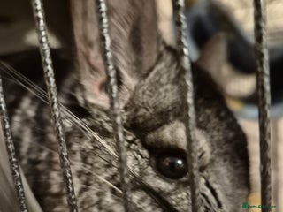 Chinchilla rodents One chinchilla - Advert 2