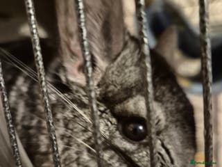 Chinchilla rodents One chinchilla - Advert 2