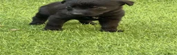 Mixed Breed dogs for sale: Bedlington whippet in Bradford - Advert 27