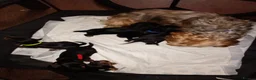 Mixed Breed dogs for sale: Terrier in Crawley - Advert 1