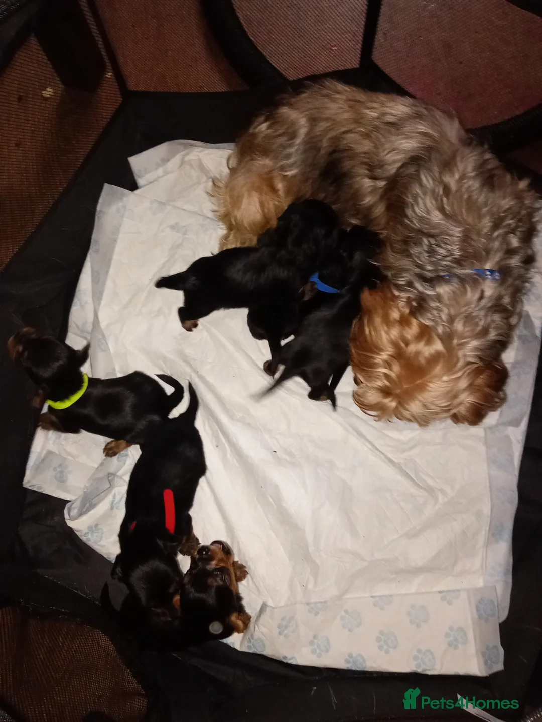 Mixed Breed dogs for sale: Terrier in Crawley - Advert 1