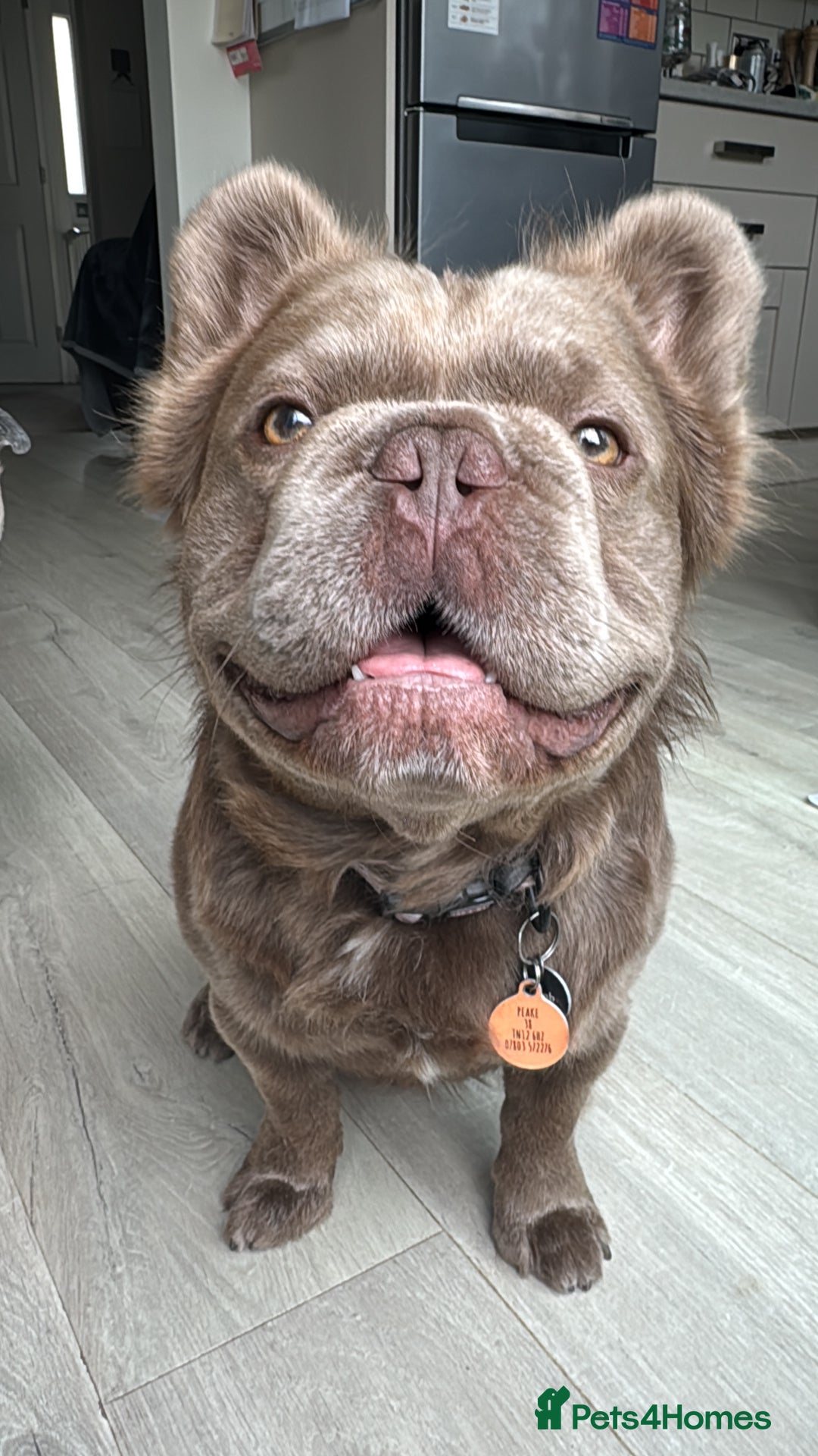 French Bulldog dogs for stud: *STUD* KC NEW SHADE ISABELLE FLUFFY FRENCH BULLDOG in Tonbridge - Advert 2