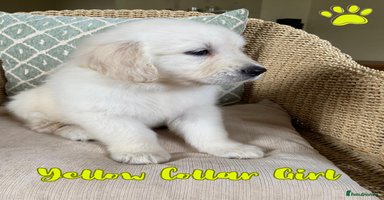 Golden Retriever dogs - Advert 6