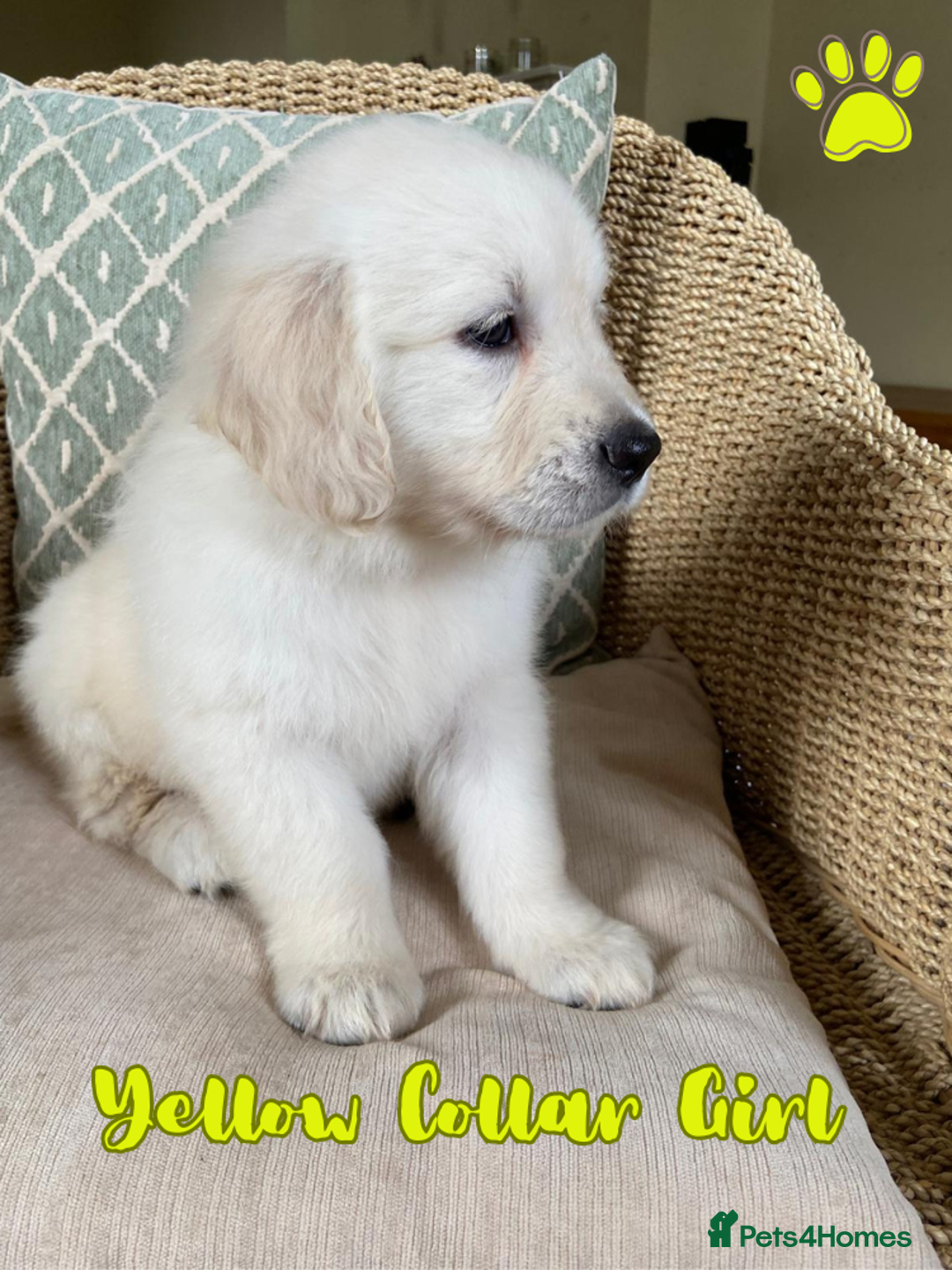 Golden Retriever dogs for sale: Golden Retriever Pups From Health-Tested Parents - Image 3