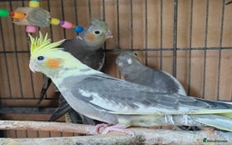 Cockatiels birds for sale: Young aviary bred Cockatiels  - Image 2