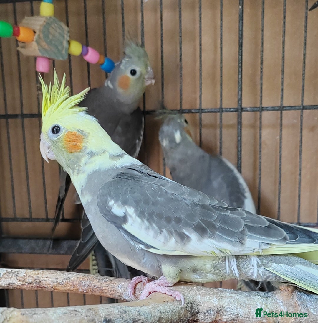 Cockatiels birds for sale: Young aviary bred Cockatiels  - Image 2