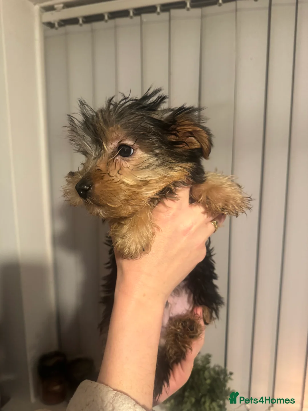 Yorkshire Terrier dogs for sale: 2 stunning tiny Yorkshire Terriers - Advert 5