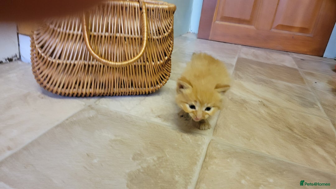 Domestic Shorthair cats for sale: 5 ginger kittens - Advert 2