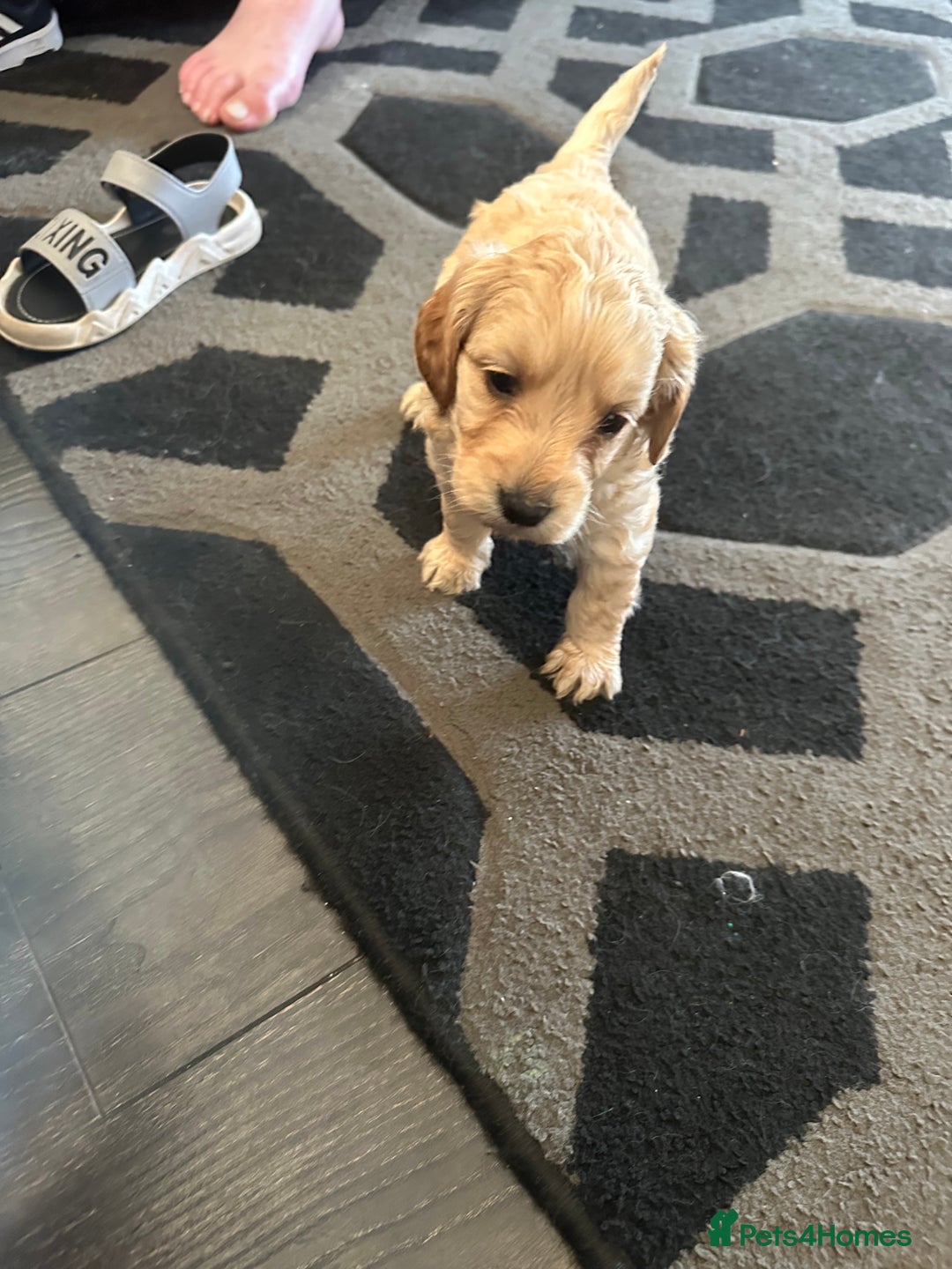 Labradoodle dogs for sale: Beautiful labradoodles for Sale  in Stoke-on-Trent - Image 23