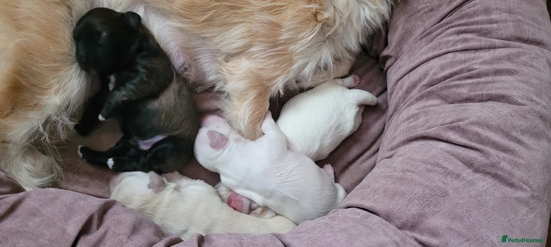 Mixed Breed dogs for sale: Mixed breed bichon and border terrier - Advert 2