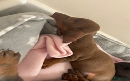 Miniature Dachshund dogs for sale: Miniature dachshunds  - Image 7