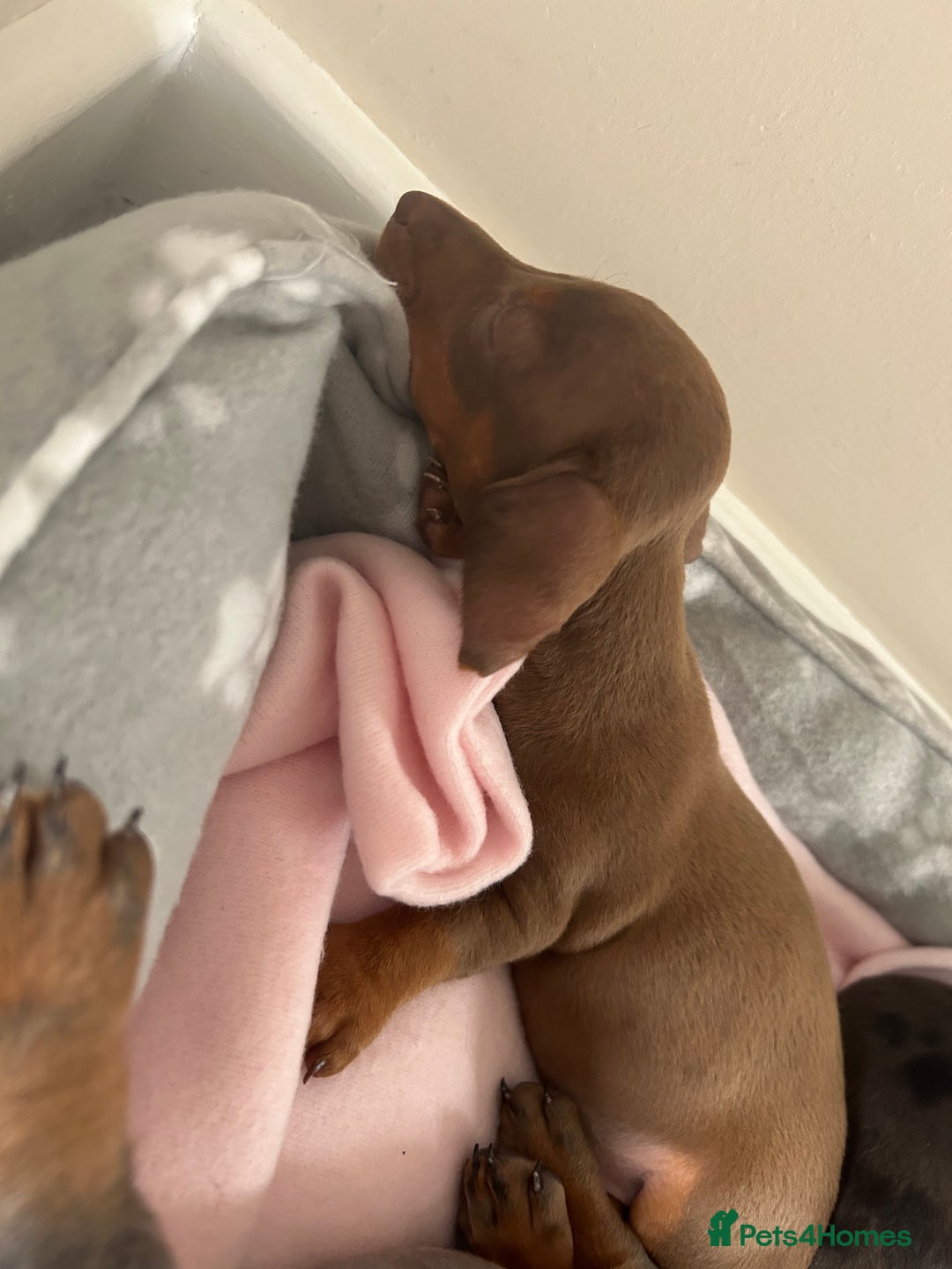 Miniature Dachshund dogs for sale: Miniature dachshunds  - Image 7
