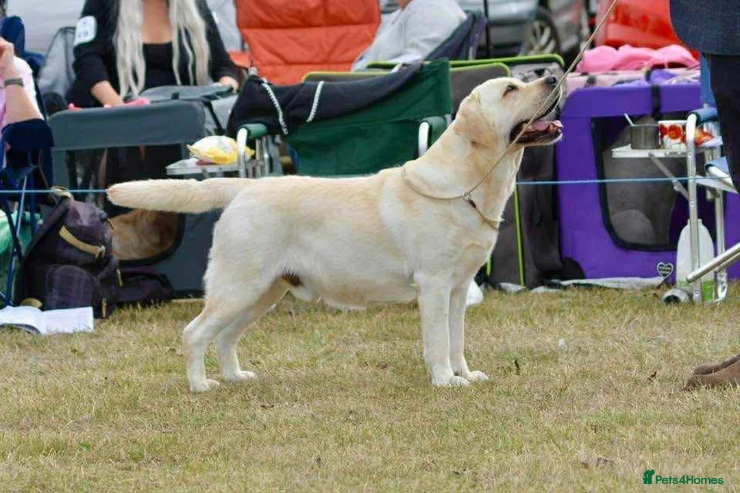 Labrador Retriever dogs for sale: Stunning Puppies From Show Winning Parents - Advert 2