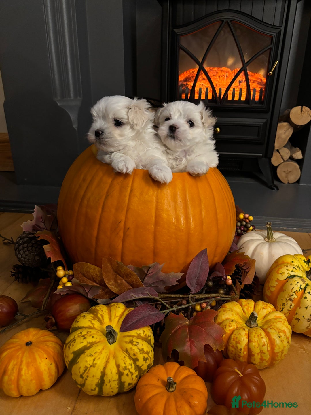 Maltese dogs for sale: ✨Adorable Maltese Puppies – Ready now!   ✨ - Advert 2