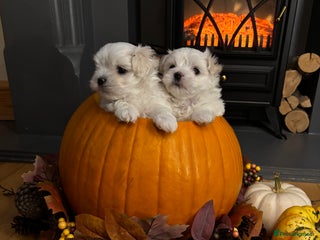 Maltese dogs - Advert 6