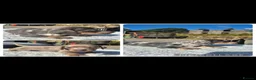 Miniature Dachshund dogs for stud: PRA CLEAR BLUE PIED DAPPLE MINIATURE DACHSHUND - Advert 16