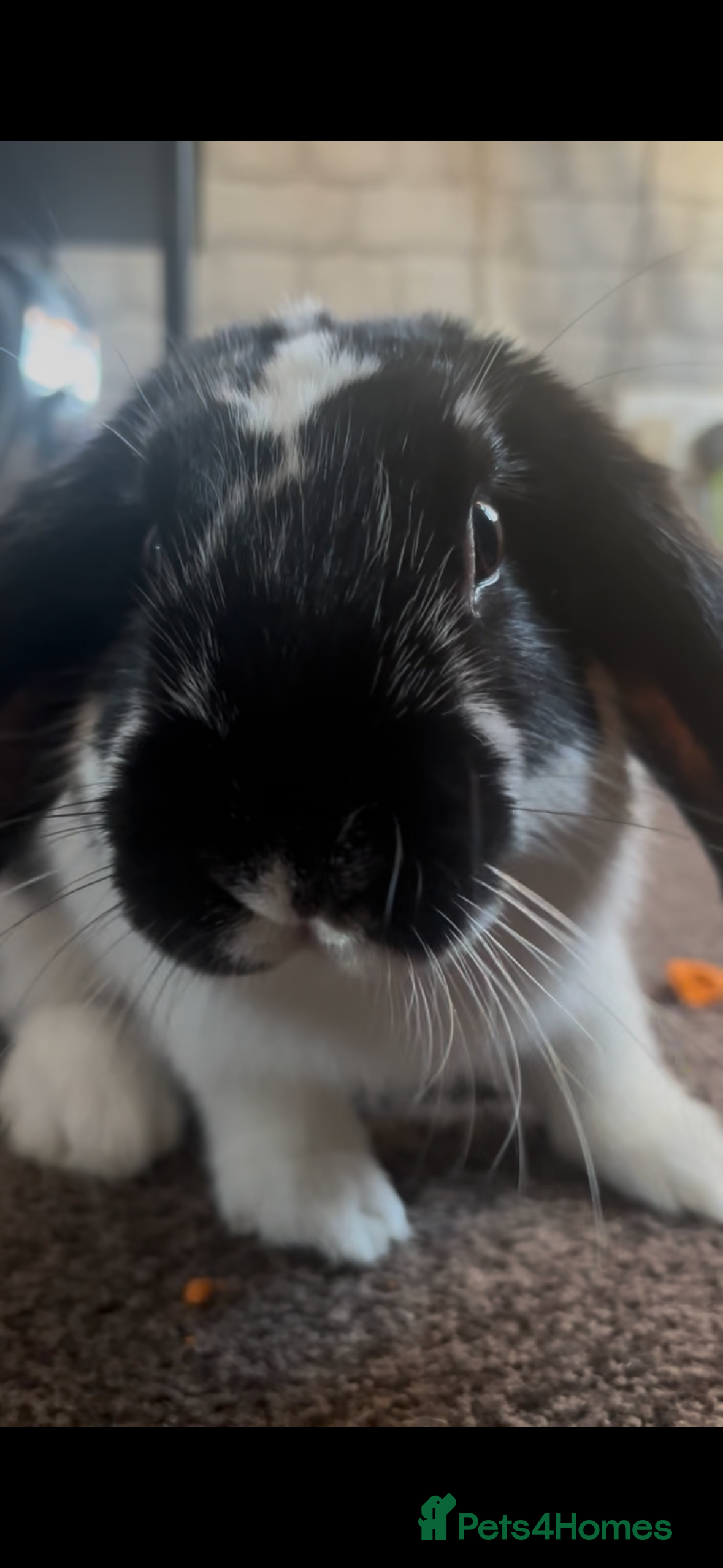 Dutch rabbits Dutch Lop Rabbit  - Advert 18