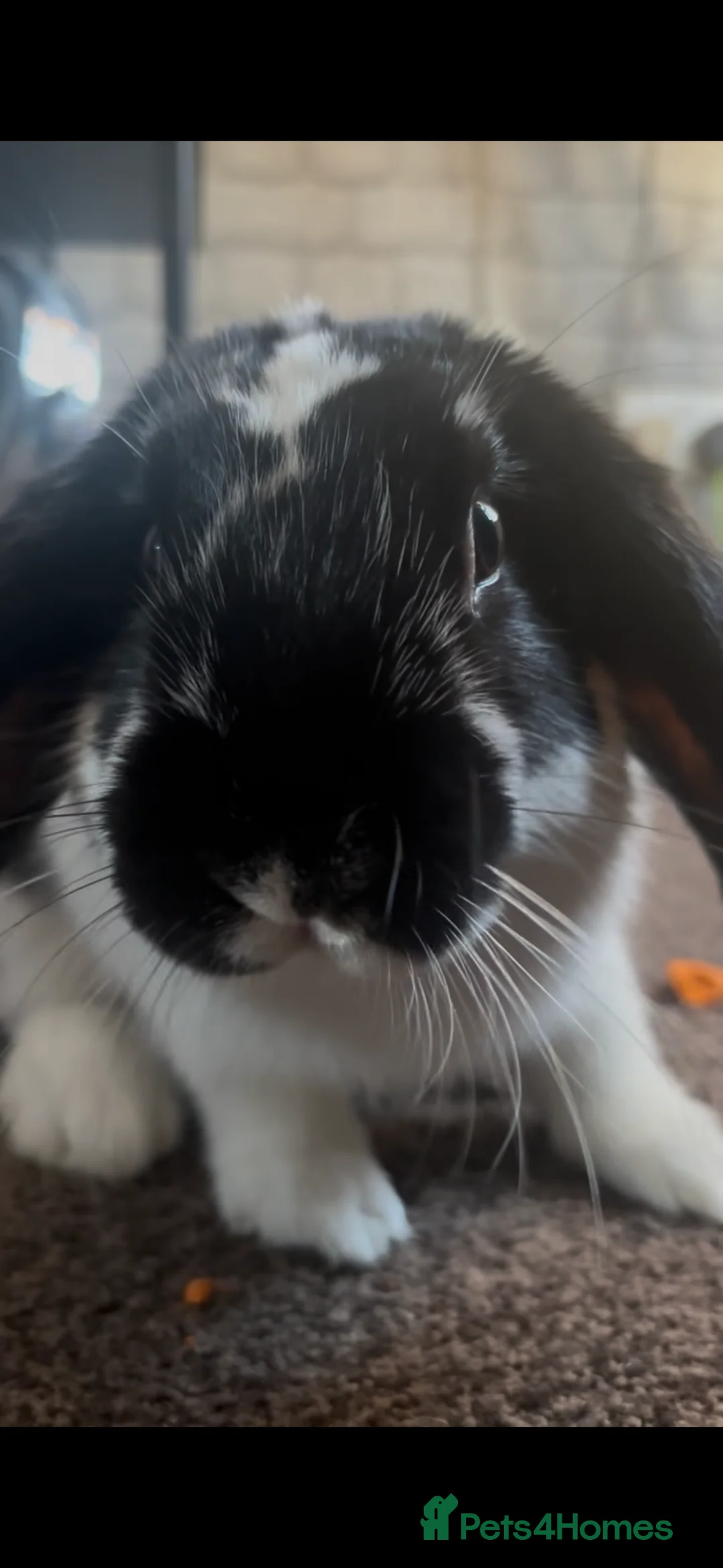 Dutch rabbits for sale: Dutch Lop Rabbit  - Advert 1