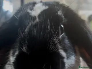 Dutch rabbits Dutch Lop Rabbit - Advert 1