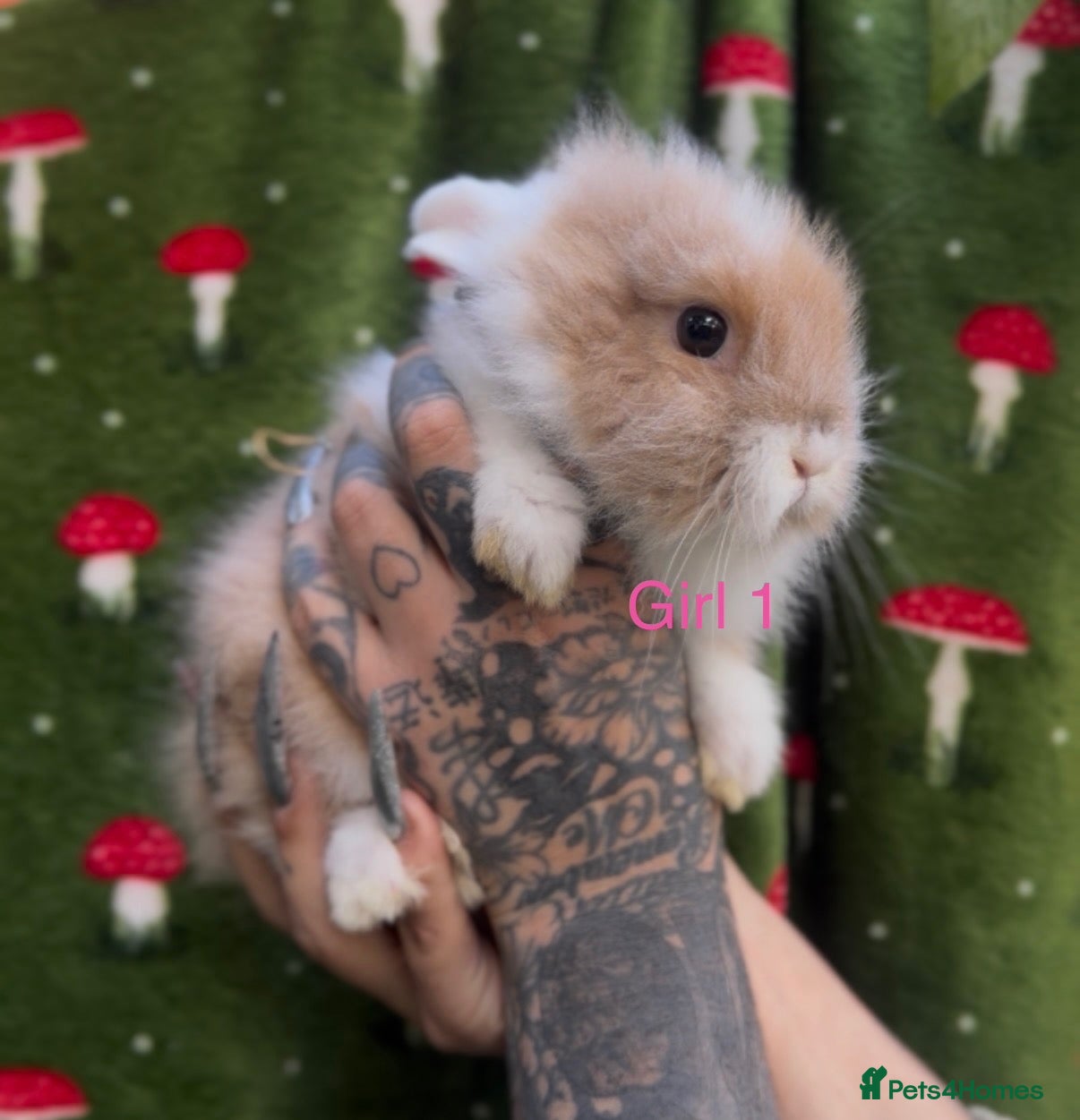 Mini Lion Lop rabbits READY TO LEAVE 1ST OCTOBER - Advert 13
