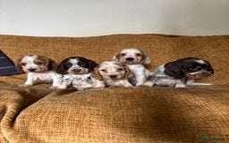 Cocker Spaniel dogs for sale: stunning pure show cockers health tested puppies - Image 11