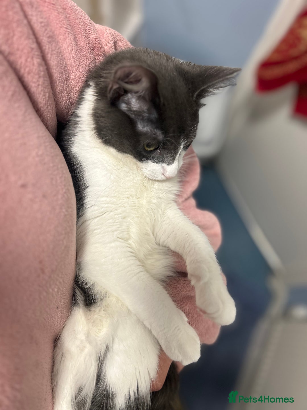 Maine Coon cats for sale: Main coon kitten + accessories - Advert 5