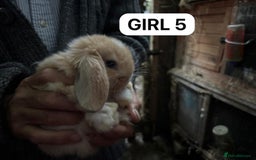 Mini Lop rabbits for sale: Friendly, Handled, Beautiful Baby Bunnies for Sale - Image 21