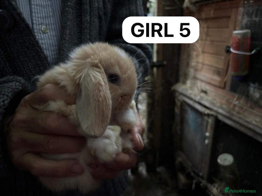 Mini Lop rabbits for sale: Friendly, Handled, Beautiful Baby Bunnies for Sale - Image 21