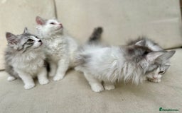 Siberian cats for sale: TICA Siberian Kittens Hypoallergenic Family Raised - Image 1