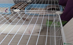 Angora rabbits for sale: Teddy widder Rabbit - Image 4