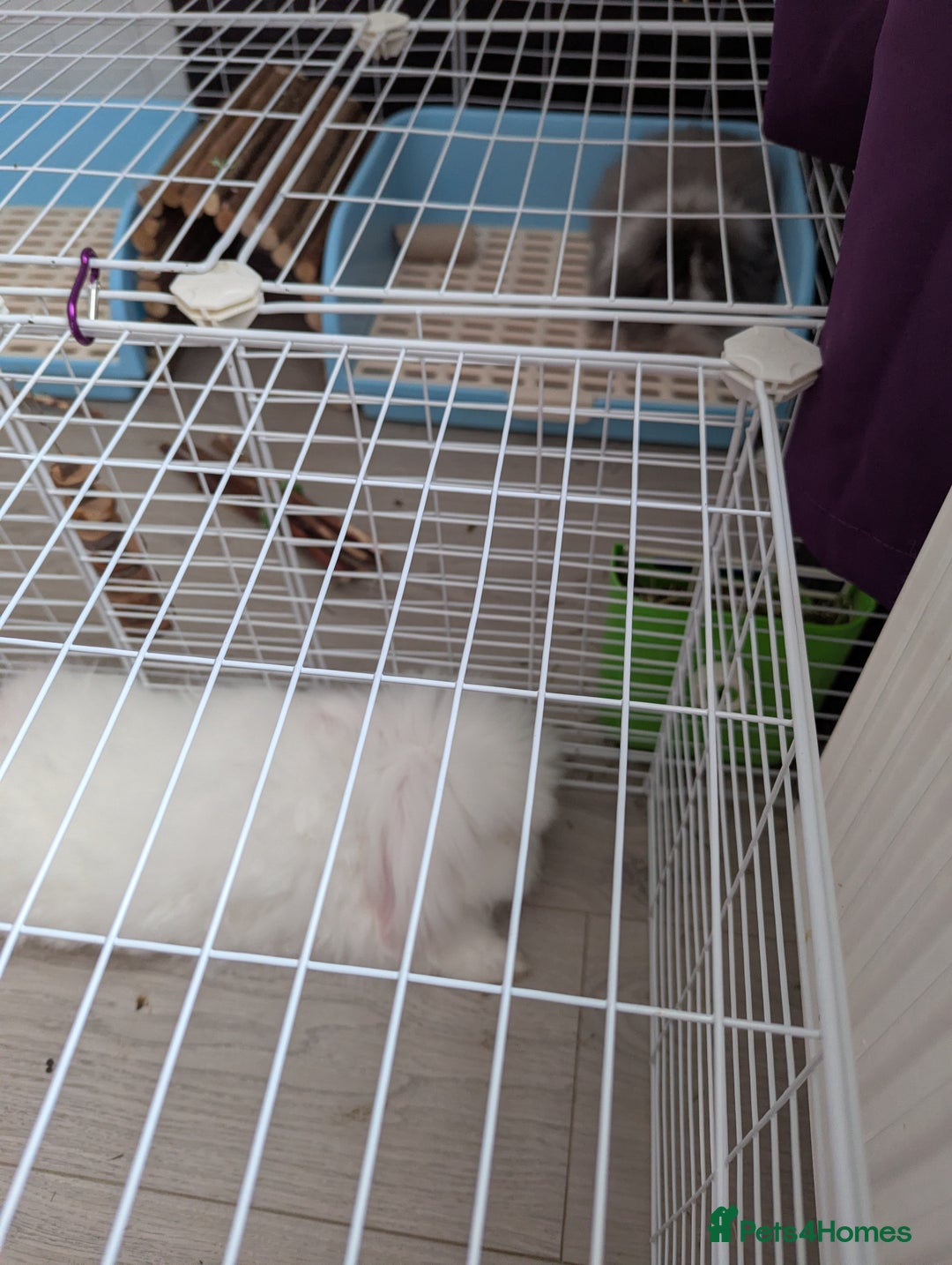 Angora rabbits for sale: Teddy widder Rabbit - Image 4