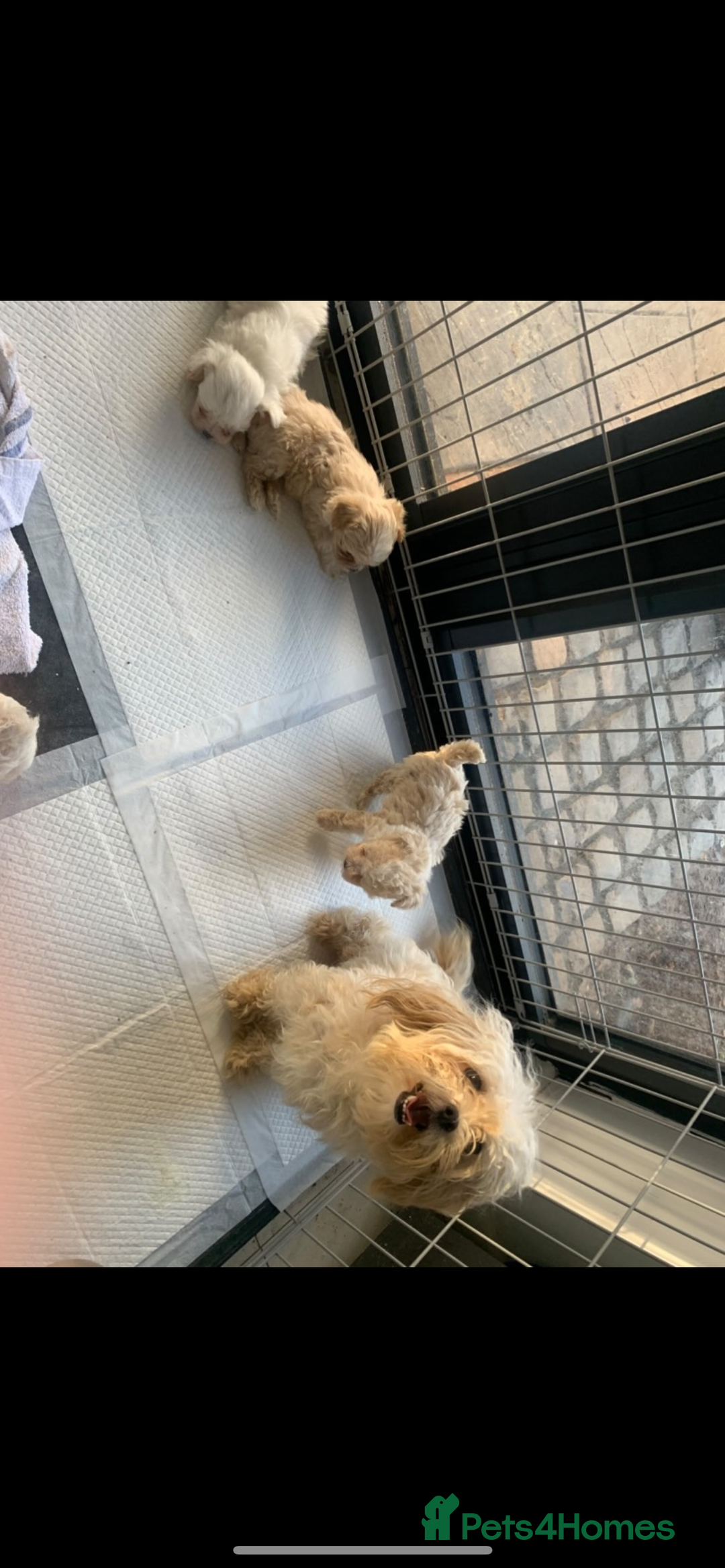 Maltipoo dogs for sale: Minature Maltipoo puppies  - Advert 4