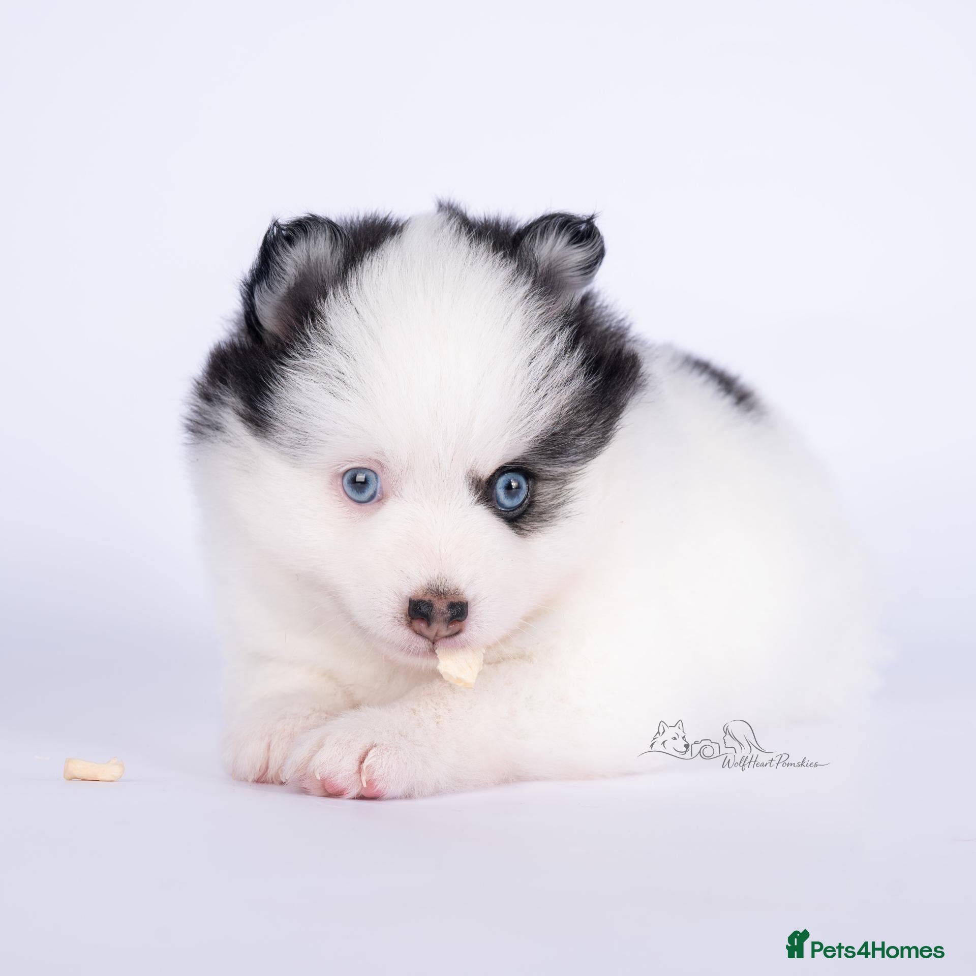 Pomsky dogs for sale: F4 Pomsky females from health tested parents - Advert 2