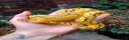 Python Snake reptiles for sale: CB25 Bongo, Pastel, Enchi, red stripe, clown (P OD - Advert 2