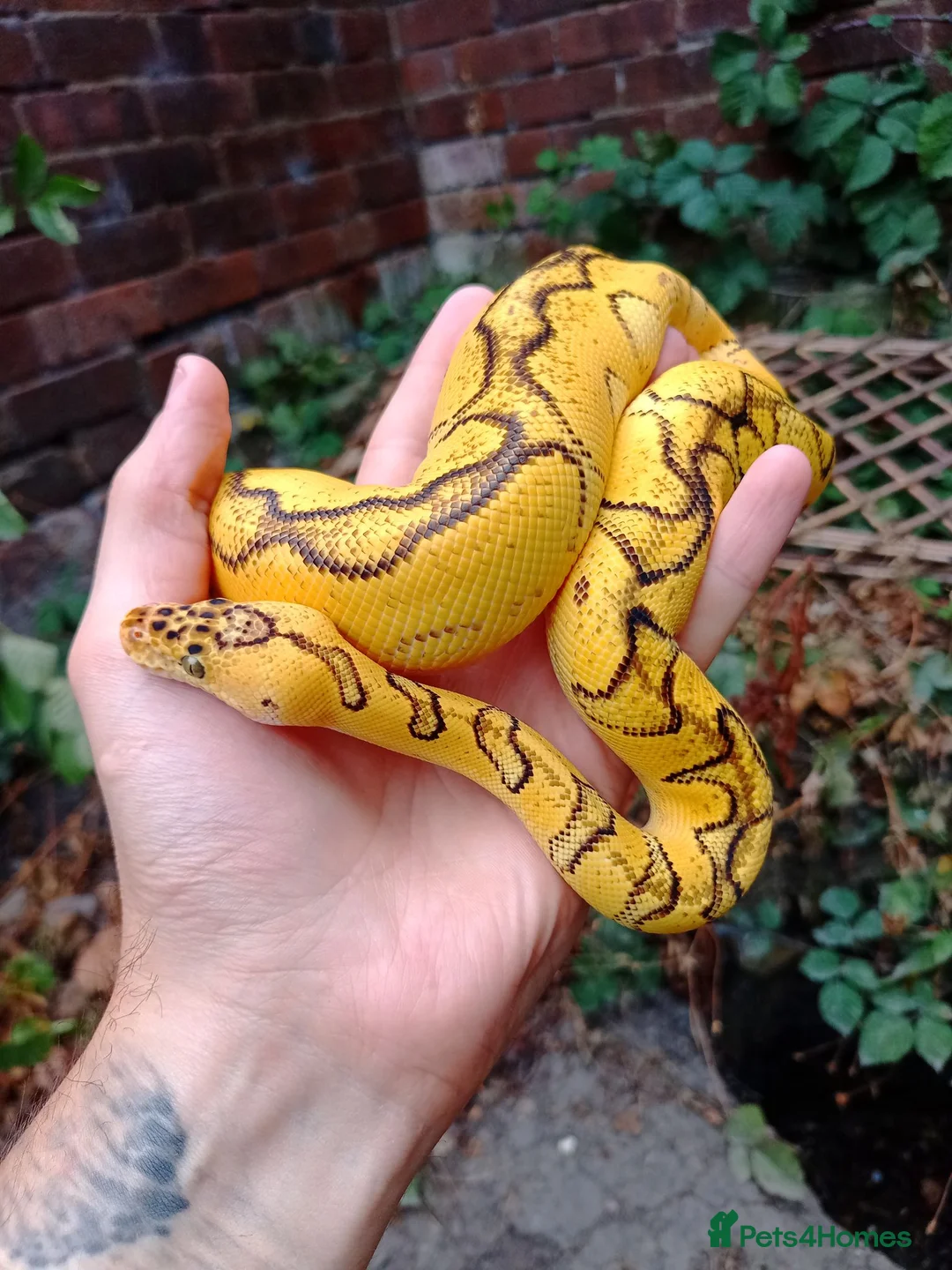 Python Snake reptiles for sale: CB25 Bongo, Pastel, Enchi, red stripe, clown (P OD - Advert 2