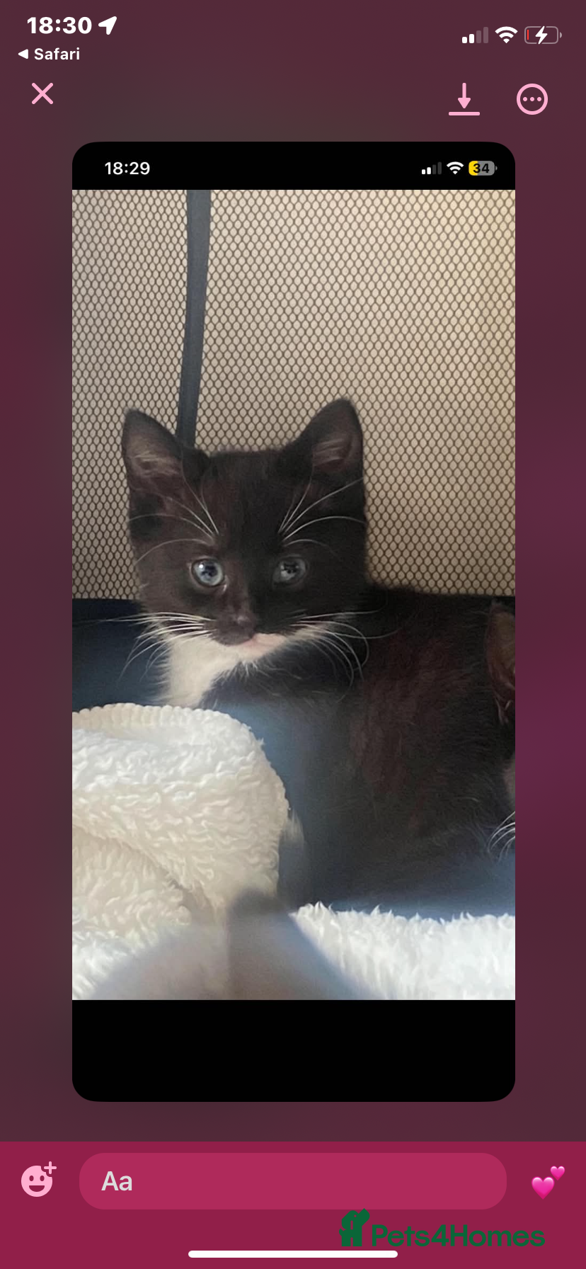 Norwegian Forest Cat cats for sale: Beautiful Norwegian forest kittens 🩵🩵 - Advert 2